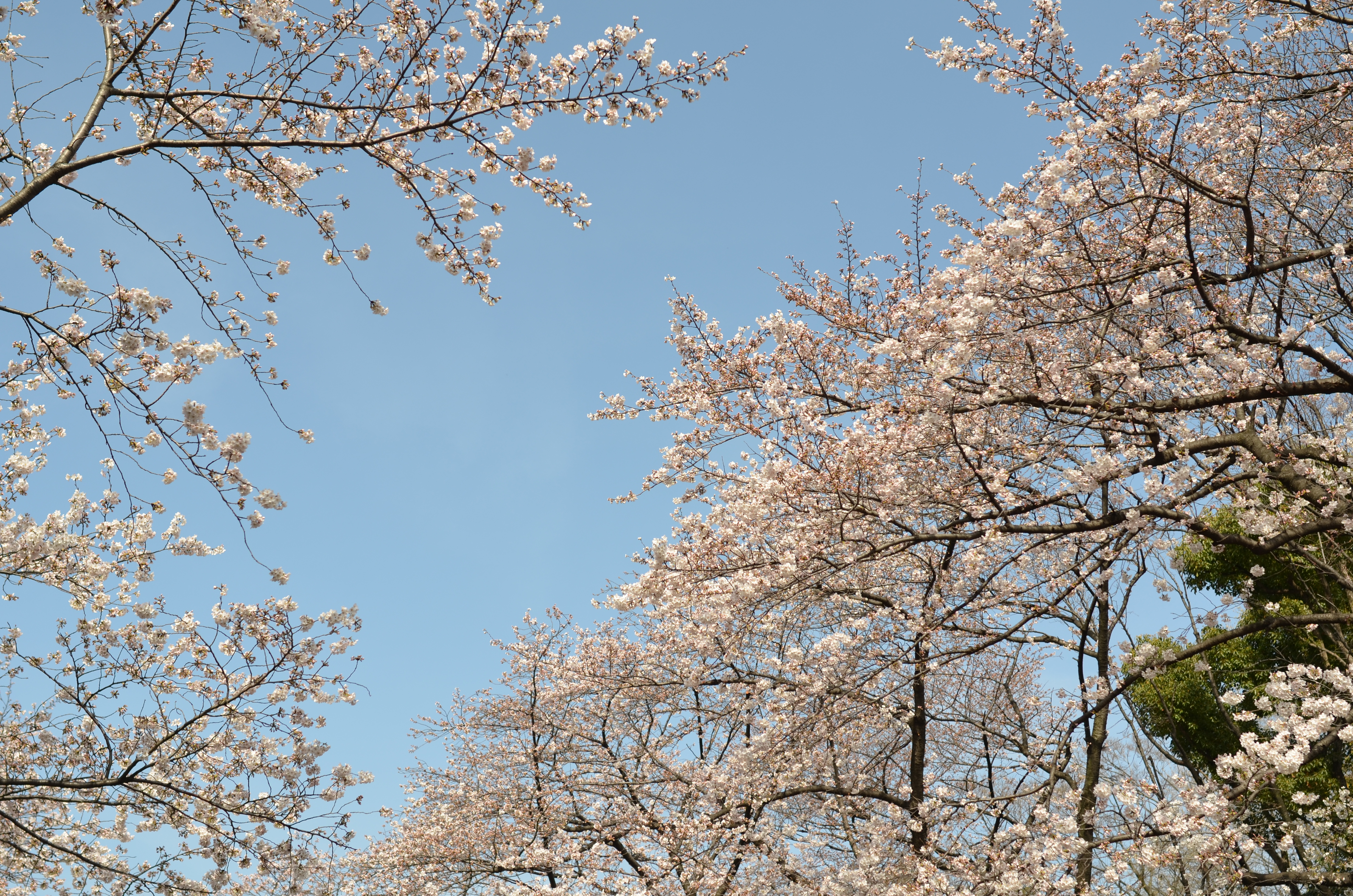 上野恩賜公園